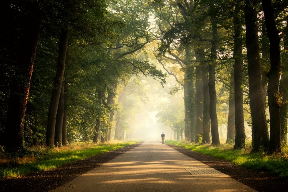 Quiet tree-lined path in morning light